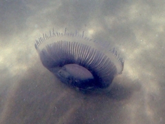 Aequorea forskalea