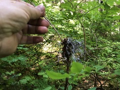 Exobasidium parvifolii