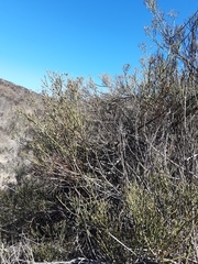 Gymnophyton