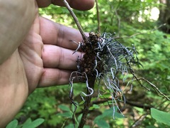 Exobasidium parvifolii