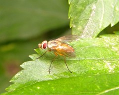Leskia aurea