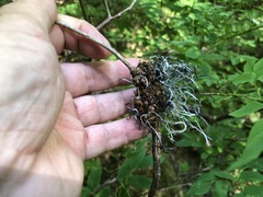 Exobasidium parvifolii