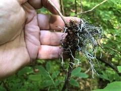 Exobasidium parvifolii