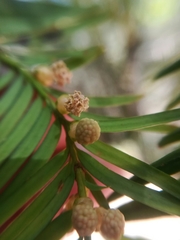 Taxus globosa