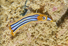 Chromodoris celinae