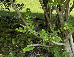 Sturnus vulgaris