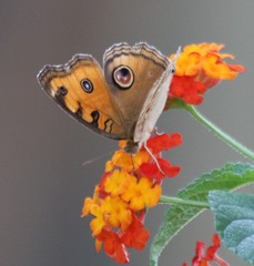 Junonia almana