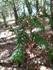 Taxus globosa