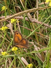 Pyronia tithonus