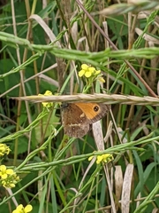 Pyronia tithonus