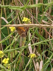 Pyronia tithonus