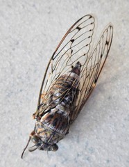 Cicada mordoganensis