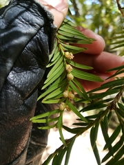Taxus globosa