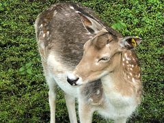 Dama