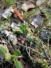 Primula elatior
