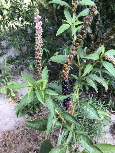 Tropical Pokeweed