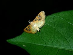 Cotachena histricalis