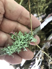 Platismatia stenophylla