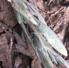 Epicauta maculata-group