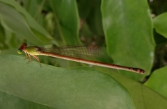 Ceriagrion aeruginosum