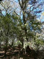 Taxus globosa