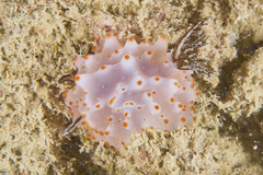 Halgerda nuarrensis