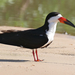 Southern Black Skimmer - Photo (c) Bernard DUPONT, some rights reserved (CC BY-SA)