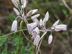 Allium kunthianum