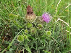 Cirsium ciliatum