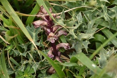 Orobanche amethystea amethystea