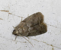 Oreana unicolorella