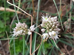 Allium saxatile