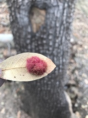 Cynips quercusnubila