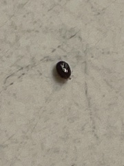 Amblyomma americanum