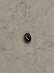 Amblyomma americanum