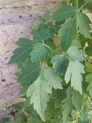 Cardiospermum grandiflorum