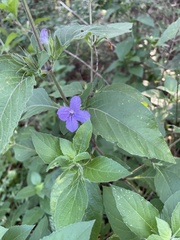 Ruellia drummondiana