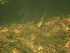 Micropterus coosae