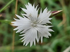 Dianthus awaricus