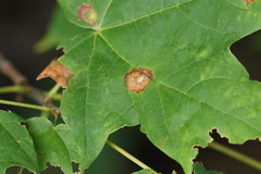 Acericecis ocellaris