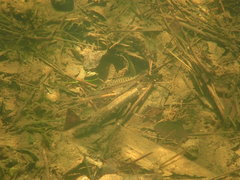 Micropterus coosae