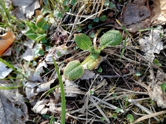 Primula elatior