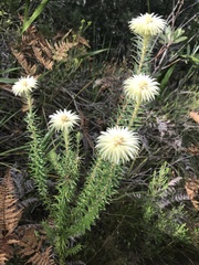 Phylica pubescens