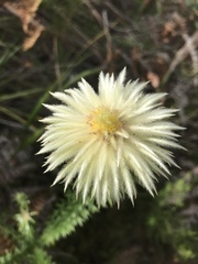 Phylica pubescens