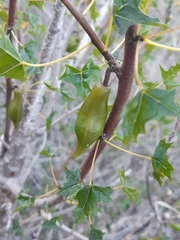 Vasconcellea chilensis
