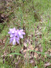 Dipterostemon capitatus