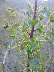 Vasconcellea chilensis