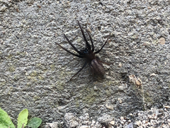 Segestria florentina