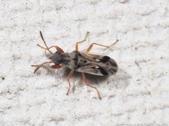 Pseudopachybrachius vinctus