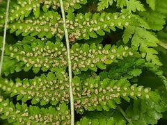 Woodsia caucasica